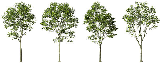 istock Isolated growth eco tall trees on white backgrounds 3d rendering 2228276660