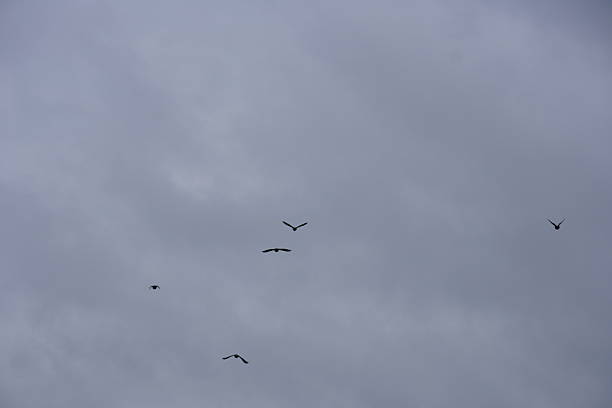 A group of birds are in the cloudy sky