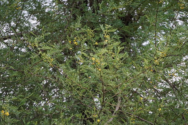 The branches of Babul tree, also known as Acacia nilotica with flowers