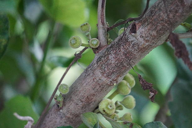 Bunches of cluster figs on the tree trunk in close up