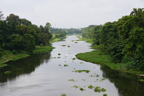 istock Green River Landscape – Forest Ecosystem and Natural Scenery 2228277760