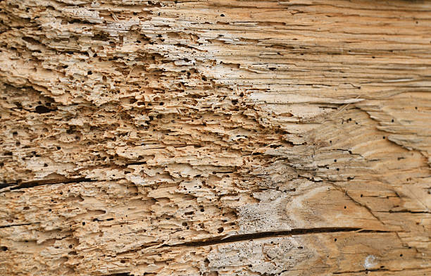 istock Wood surface showing intricate details of natural textures and patterns. Old tree trunk with holes from a woodworm 2228279047