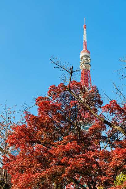 istock Tokyo Tower with Red Leaves in Sunlight under Blue Sky 2228279310