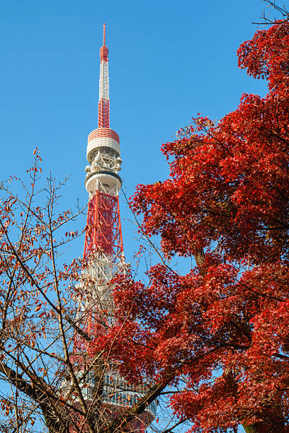 istock Tokyo Tower with Red Leaves in Sunlight under Blue Sky 2228279313