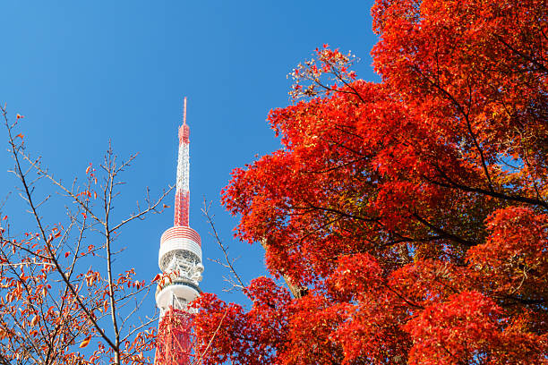 istock Tokyo Tower with Red Leaves in Sunlight under Blue Sky 2228279360