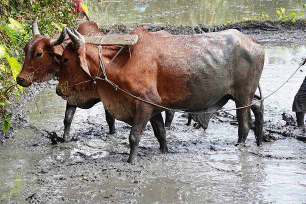 Two bullocks in a muddy paddy field harnessed together with a yoke for agricultural work