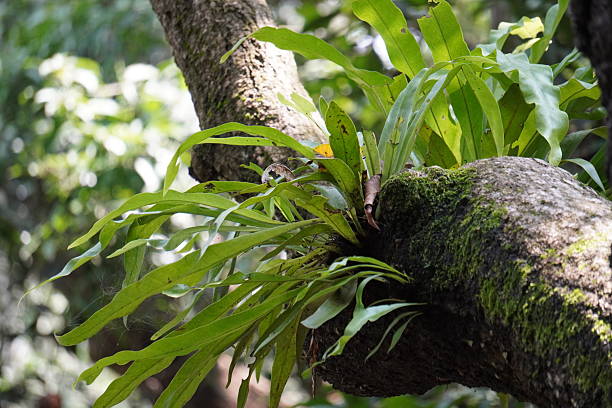 istock Bird's Nest Fern has grown on the tree trunk 2228280603