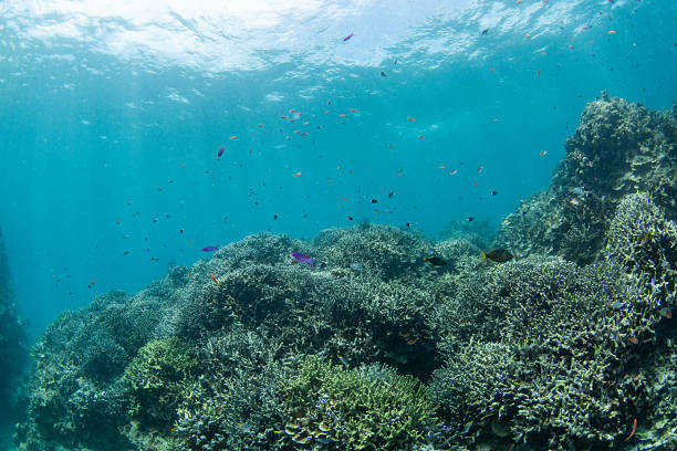 Beautiful underwater scenery of coral reefs at Okinawa Japan