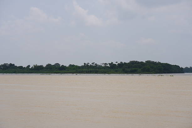 istock A green vegetation in the river bank 2228282783