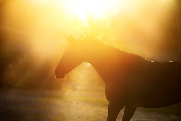 Horse portrait in the golden light in pasture