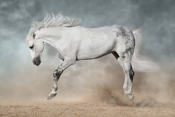 istock White andalusian stallion with long mane 2228282819