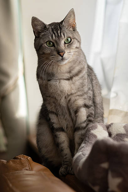 istock Cute cat relaxing by the window 2228285822
