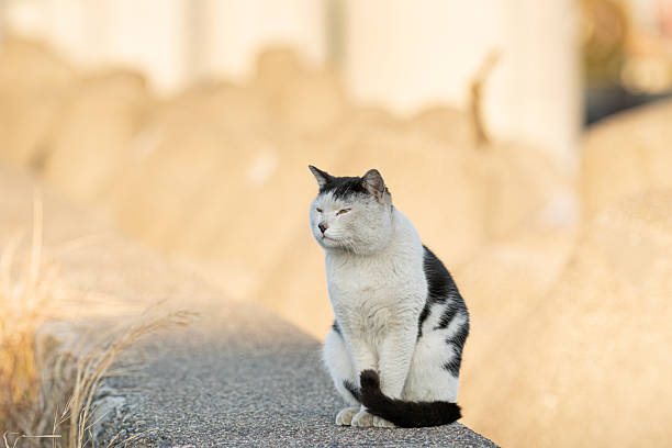 Close up stray cat in street of Istanbul, Turkey