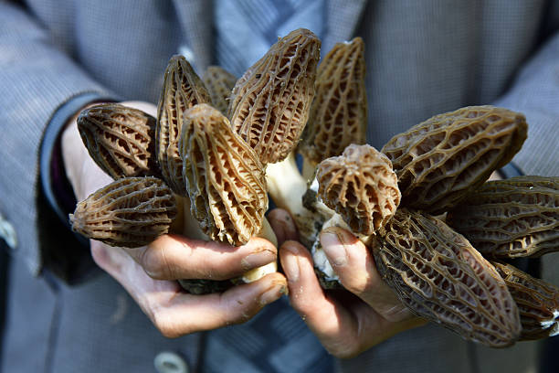 A farmer grows morel mushrooms in Zhongxian County, Chongqing, China.