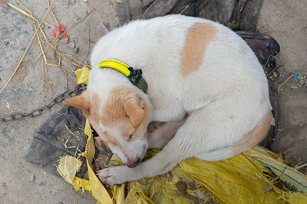 istock a dog lying on the ground 2228287489