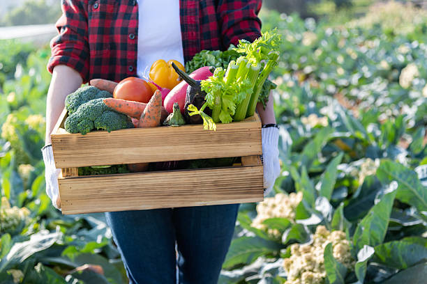istock Female farmer carrying crate with vegetables 2228288801