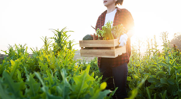 istock Female farmer carrying crate with vegetables 2228288802