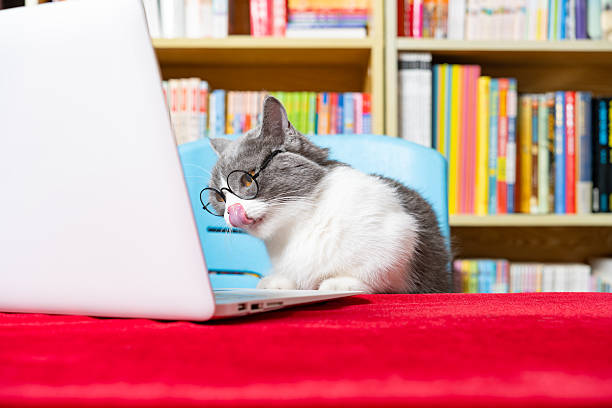 istock cute british shorthair cat using laptop with books shelf on back 2228289050