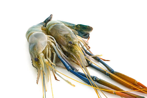 istock Fresh river prawns isolated on white background. Big freshwater prawns. River prawns for cooking. 2228289782