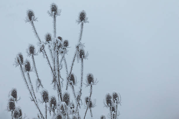 A striking black and white photo of a thistle and cloudy sky