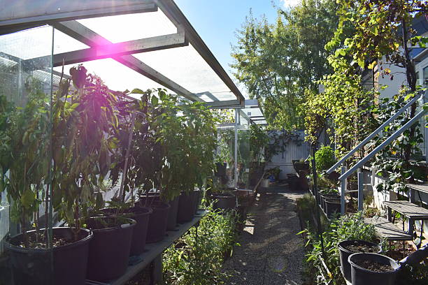 istock garden with autumn plants and low sun 2228290697
