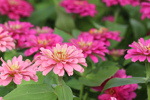 istock Pink flowers for background. The tree is densely blossoming. 2228291379