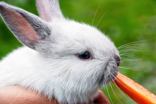 istock A sweet, white bunny eating carrot 2228291666