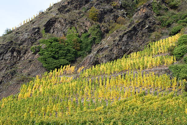 autumn mood in Mosel valley