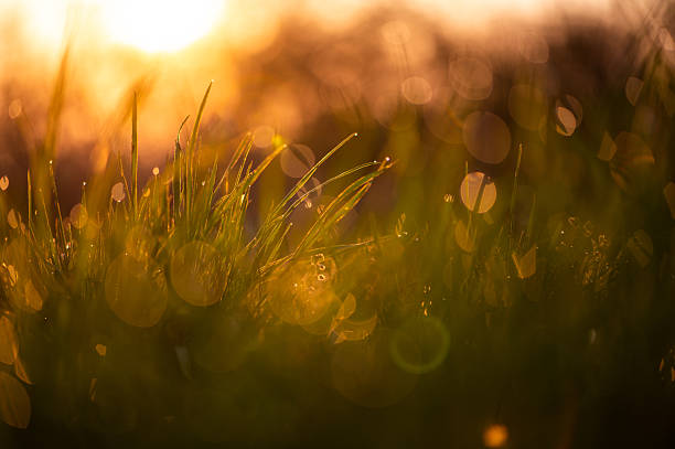Close-up of grass with morning dew shining in golden backlight and soft bokeh at sunrise or sunset