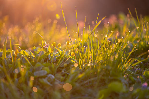 Morning dew on grass and small buds shining in golden light, capturing early spring nature and freshness