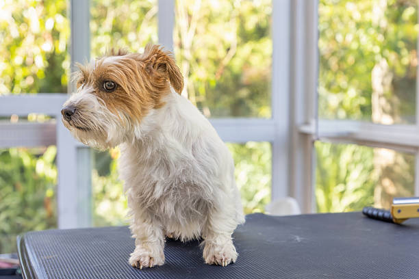 Jack Russell dog is peeking at the camera while standing on a grooming table.