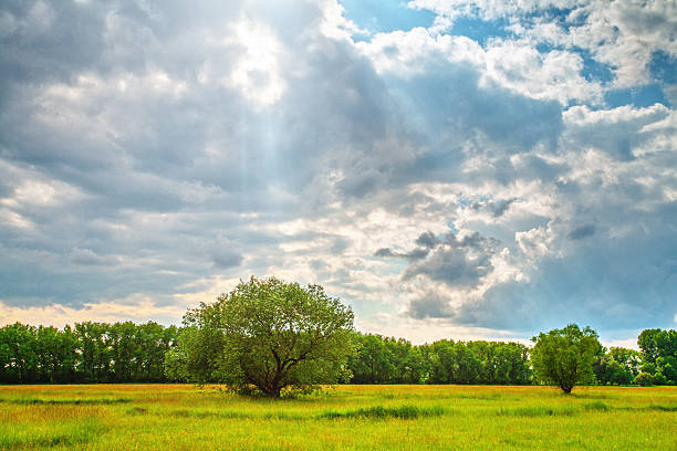 A single tree stands in a green, grassy field under a dynamic sky filled with white and gray clouds. Sunlight breaks through the clouds in a visible beam, highlighting the tree and part of the field, symbolizing a moment of hope and tranquility amidst a turbulent environment.