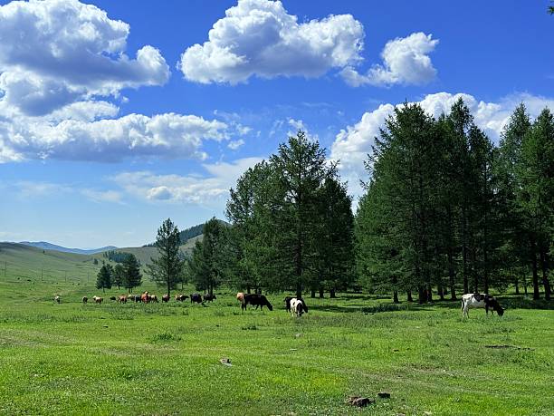 istock Grazing cattle and nomadic yurts on the grasslands near Ulaanbaatar, Mongolia, seen during a horse riding tour 2228298024