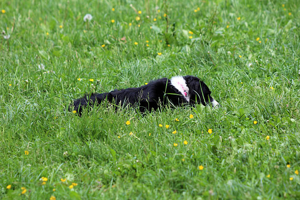 A black and white Border Collie lies partially hidden in a lush meadow, surrounded by tall grass and yellow wildflowers, conveying relaxation in a natural outdoor environment