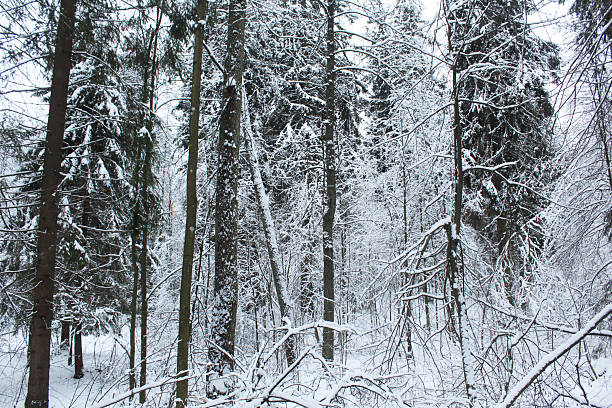 Snow-covered trunks of trees and spruces close-up.