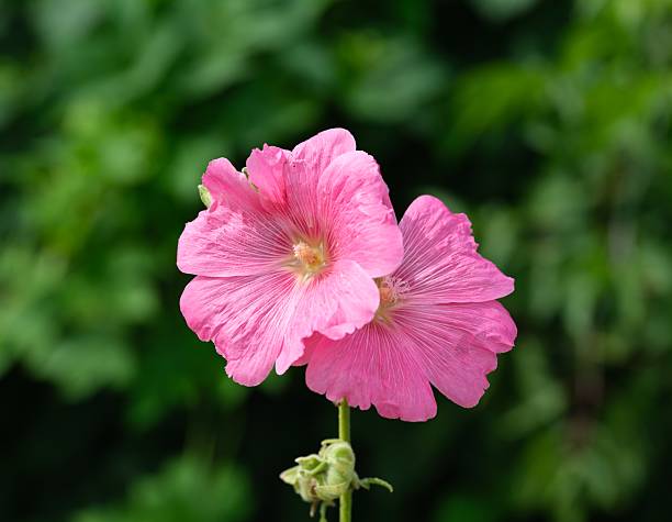 Pink malva flowers in nature. Close-up