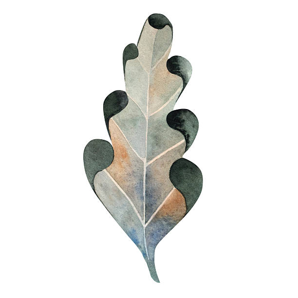 istock Watercolor illustration of a green oak leaf. Ideal for botanical themes, eco packaging, seasonal decor, nature projects, educational materials, cards, and rustic compositions 2228301622