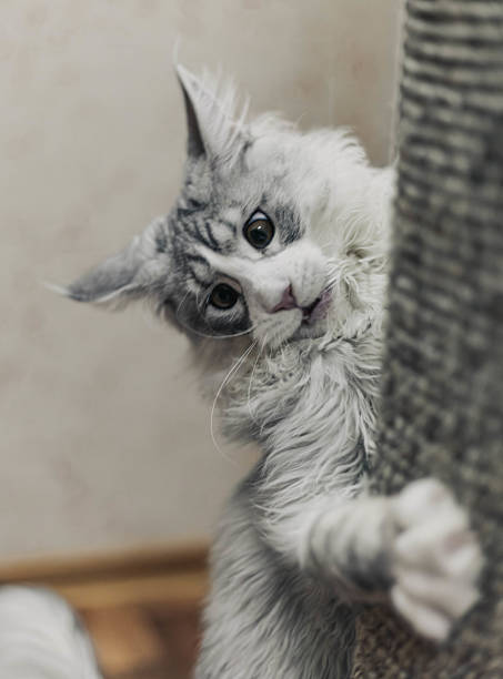 istock Maine Coon kitten soft grey and white fur 2228301811