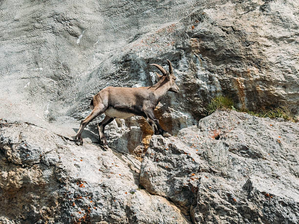 istock Alpine Ibex Climbing Rocky Mountain Terrain 2228303819