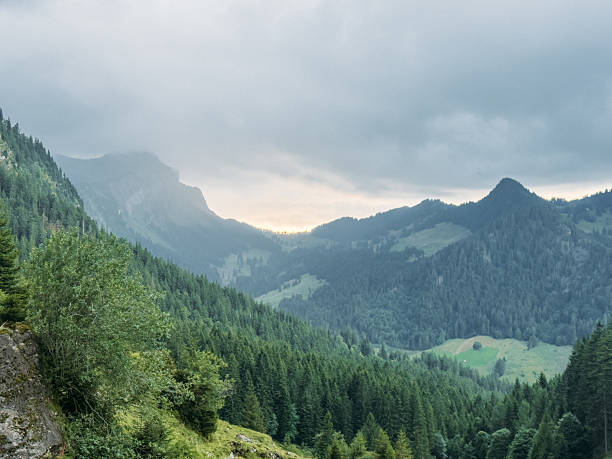 Foggy mountain range with thick pine trees covering the slopes. Scenic natural valley with green forest and cloudy sky. Peaceful wilderness and outdoor nature background.