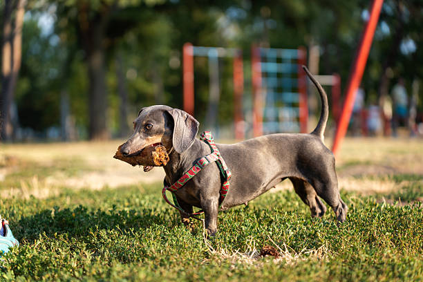 A dachshund dog, wearing a colorful harness, enjoys the outdoors and playing in a grassy area of a park under sunny lighting, portraying energy and joy.