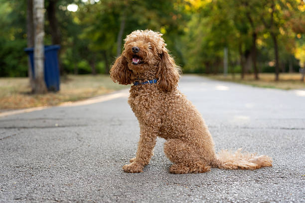 istock Happy Brown Poodle Sitting in Park on a Sunny Day 2228305833