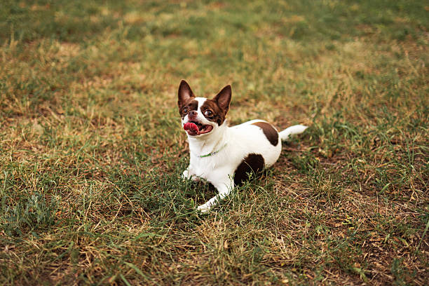 A Chihuahua dog is sitting on the green grass. Its color is brown and white.