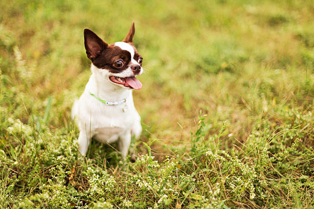 istock Chihuahua dog sitting on green grass 2228305953