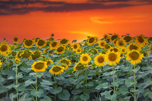 istock Field with blooming sunflowers 2228306016