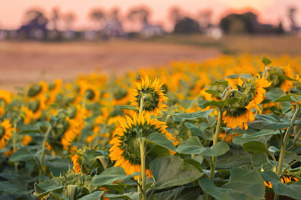 Flowers of yellow sunflowers in the setting sun, field with blooming sunflowers, rural landscape, background or wallpaper for your design.