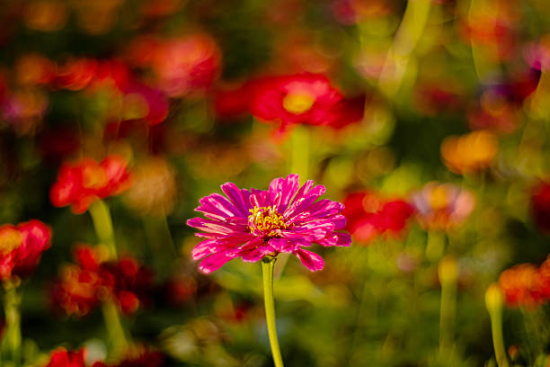 Pink zinnia flower close-up in bright light on a blurry background.