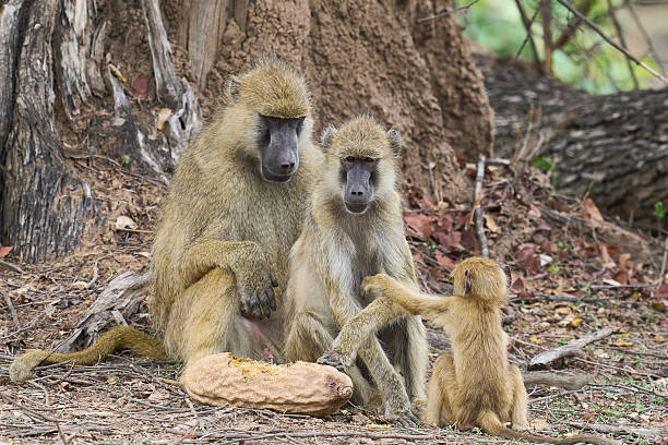 istock Yellow Baboon eating sausage tree fruit 2228307245