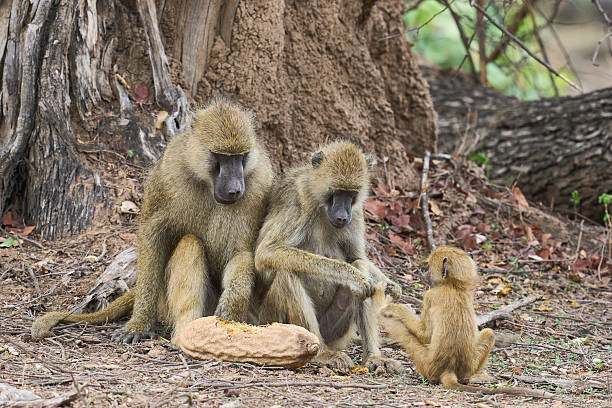 istock Yellow Baboon eating sausage tree fruit 2228307247