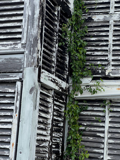 istock Weathered Shutters Covered in Ivy 2228312027